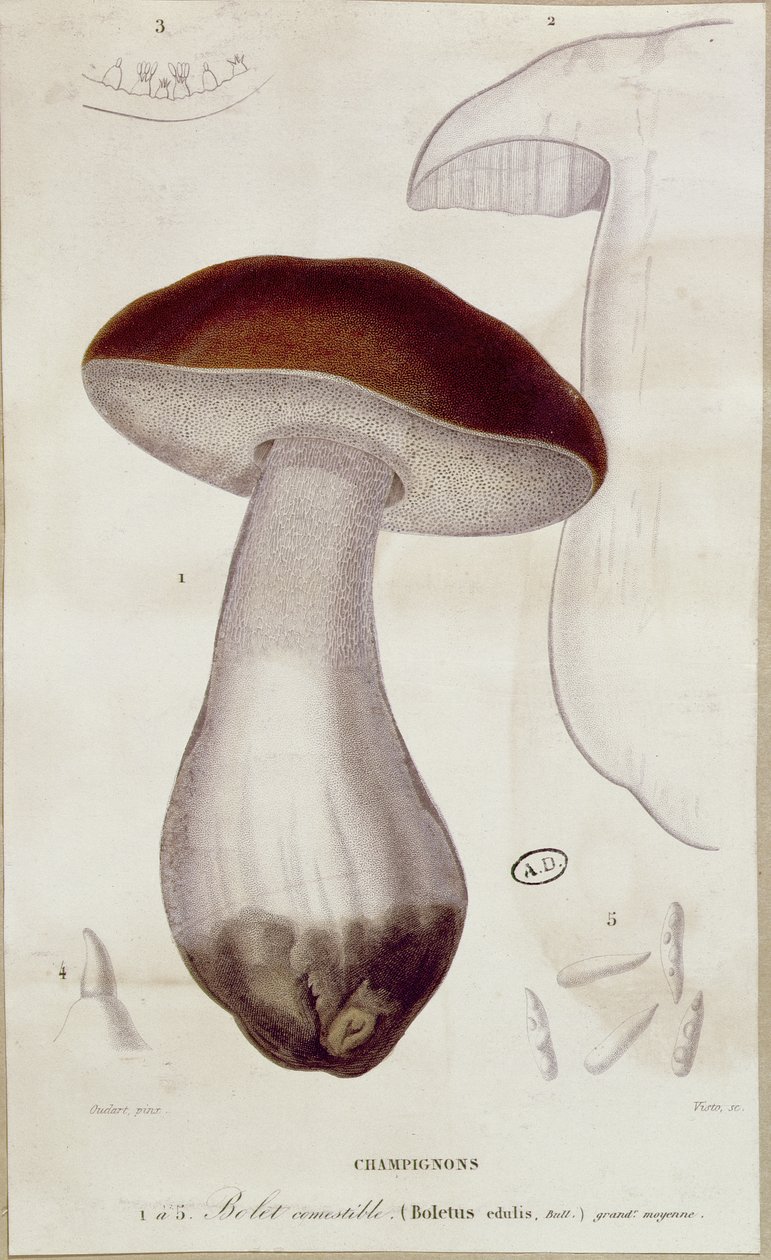 Boletus edulis, illustrazione per un