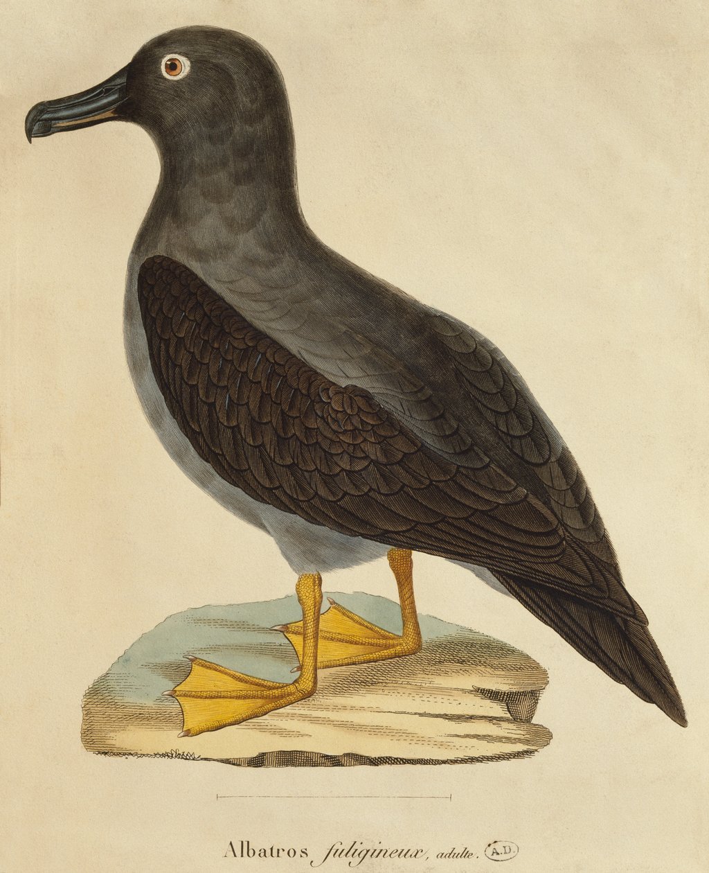 Albatros fuligginoso da Paul Louis Oudart
