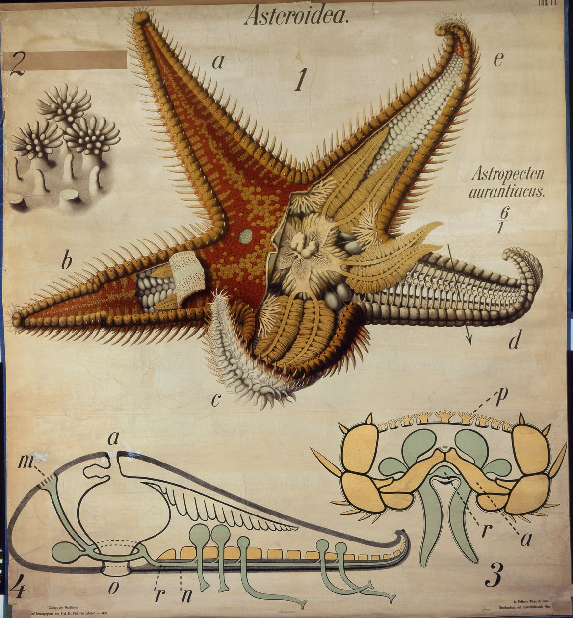 Astropecten, No. 11, Carta zoologica di Pfurtscheller da Paul Pfurtscheller