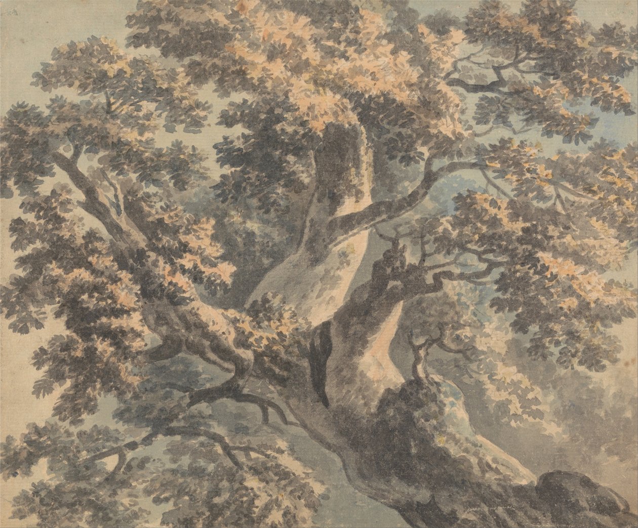 Studio di un albero da Paul Sandby