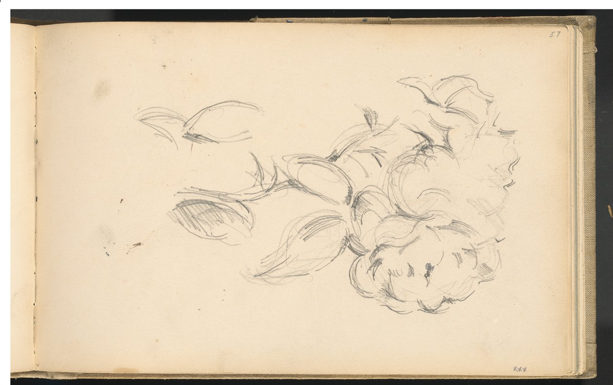 Peonie da Paul Cézanne