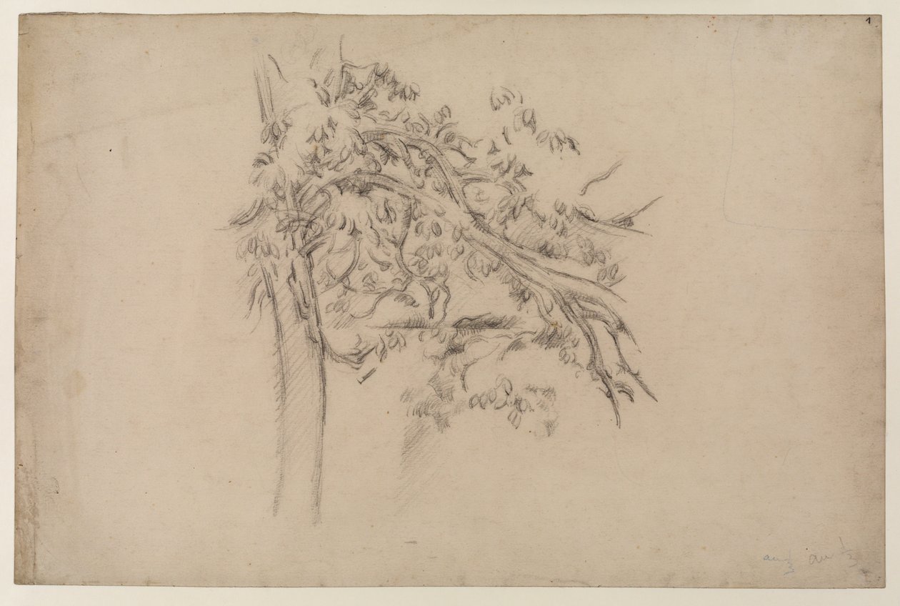 Studio di un albero, c.1885-87 (grafite su carta) da Paul Cézanne