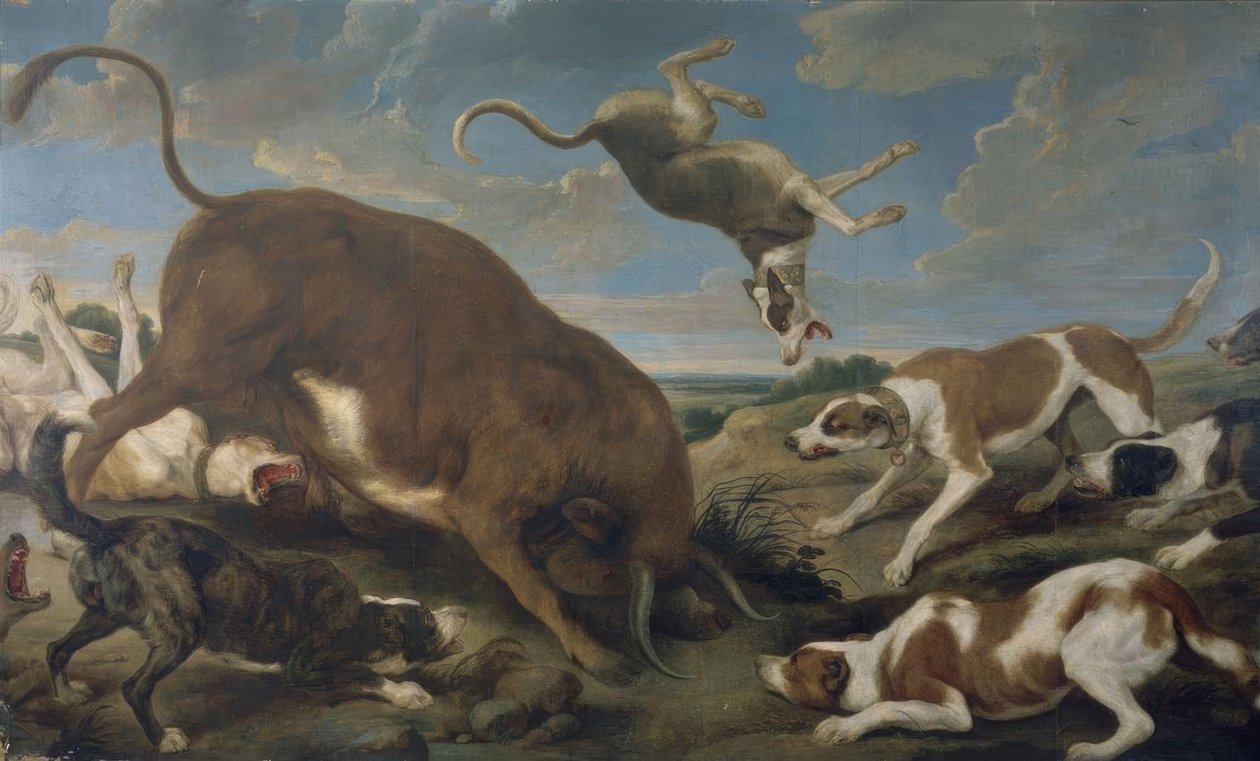 Toro attaccato dai cani – XVII secolo – Barocco fiammingo da Paul De Vos
