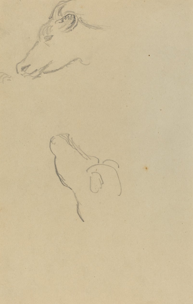 Testa di una mucca [recto] da Paul Gauguin