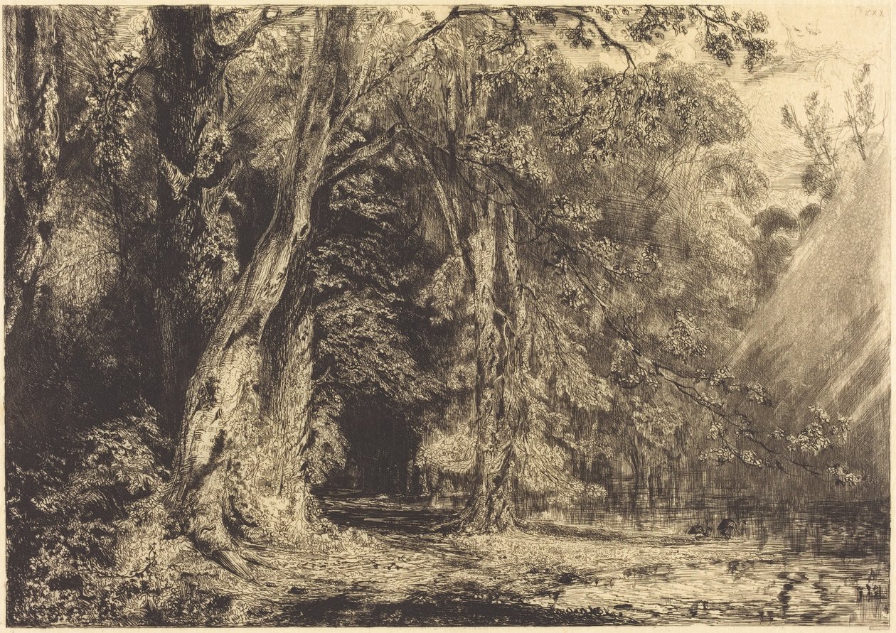 Inondazione nella foresta dell