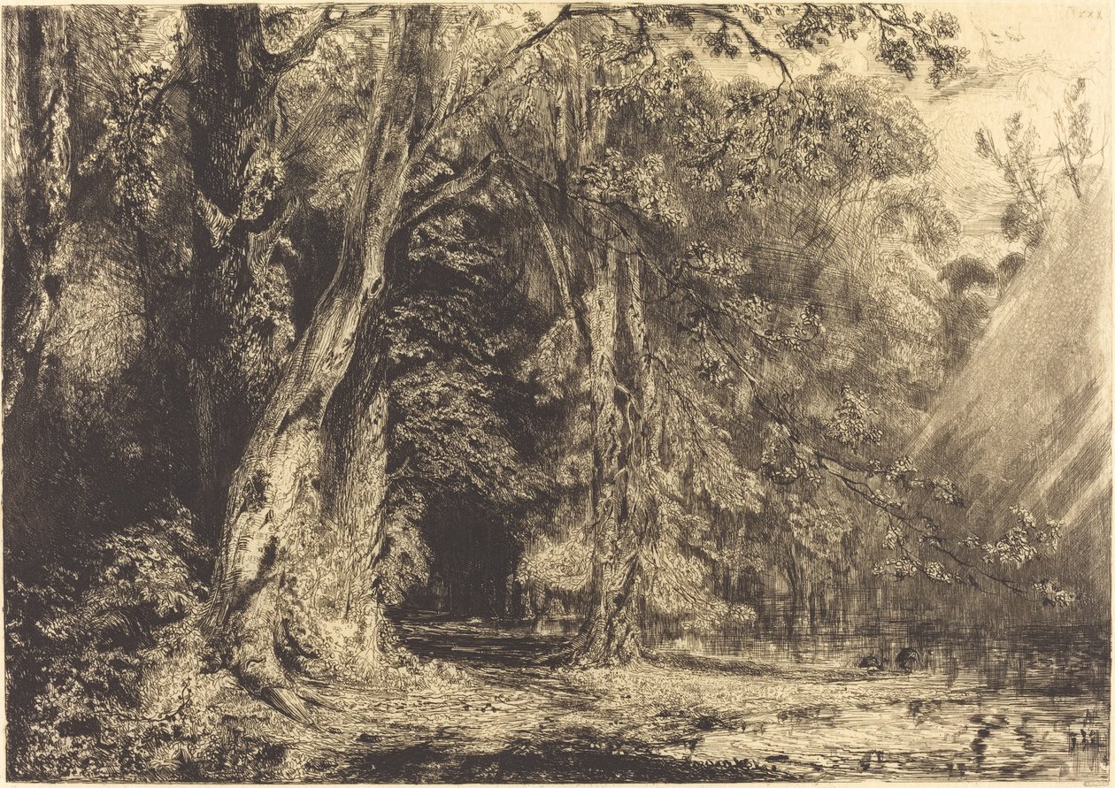 Inondazione nella foresta dell