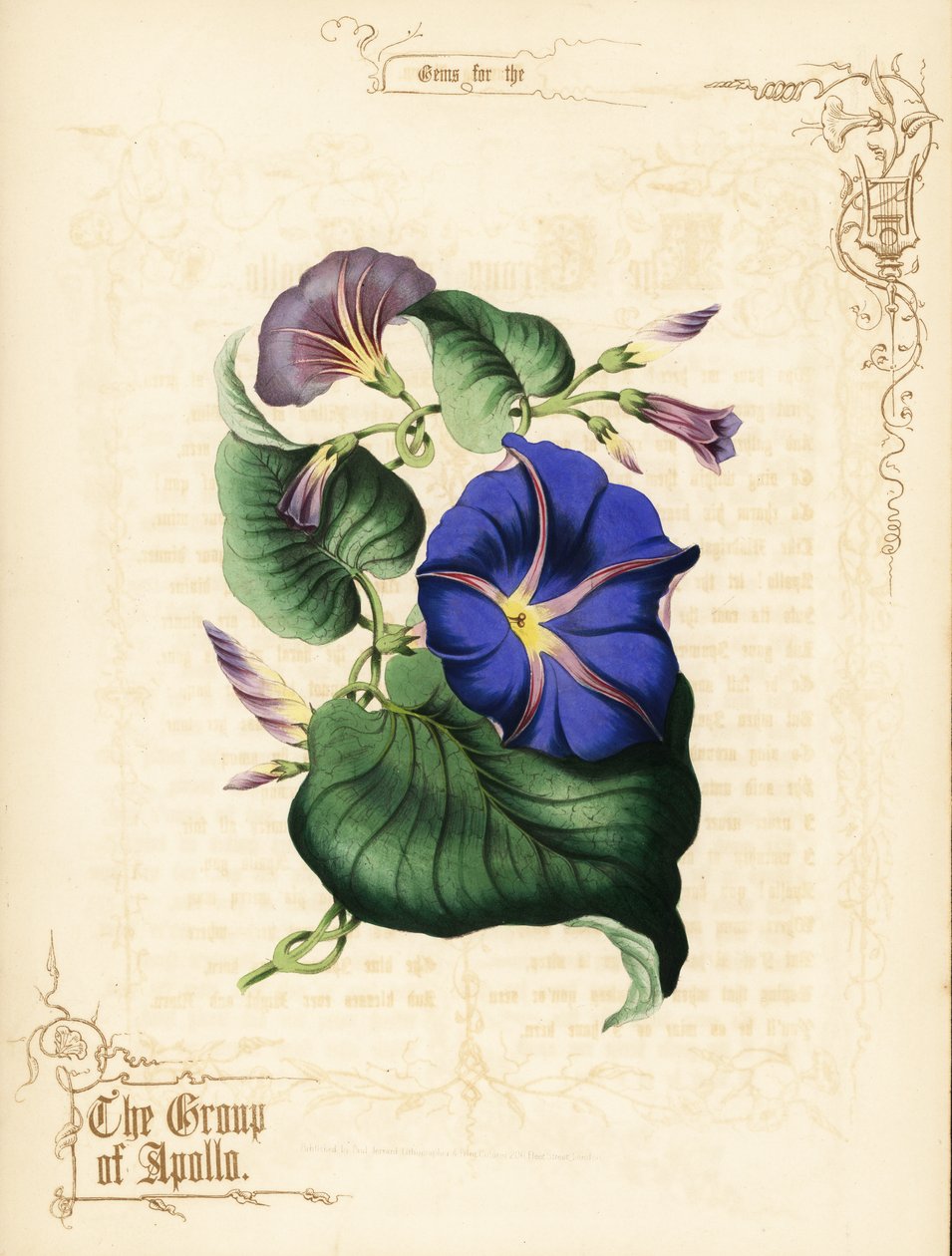 Fiori e fogliame di gloria mattutina da Paul Jerrard