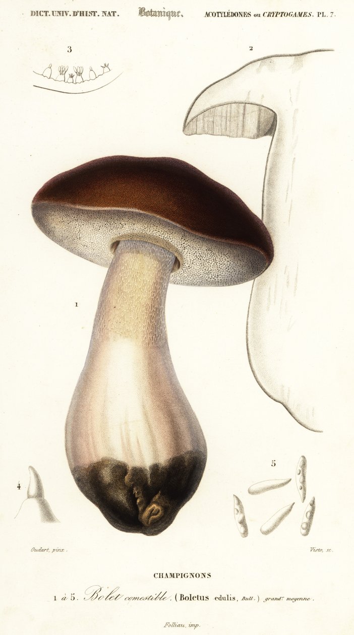 Porcino, Boletus edulis (incisione) da Paul Louis Oudart