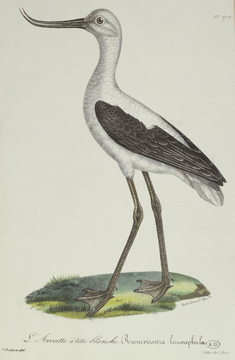 Avocetta dalla testa bianca, inizio XIX secolo da Paul Louis Oudart