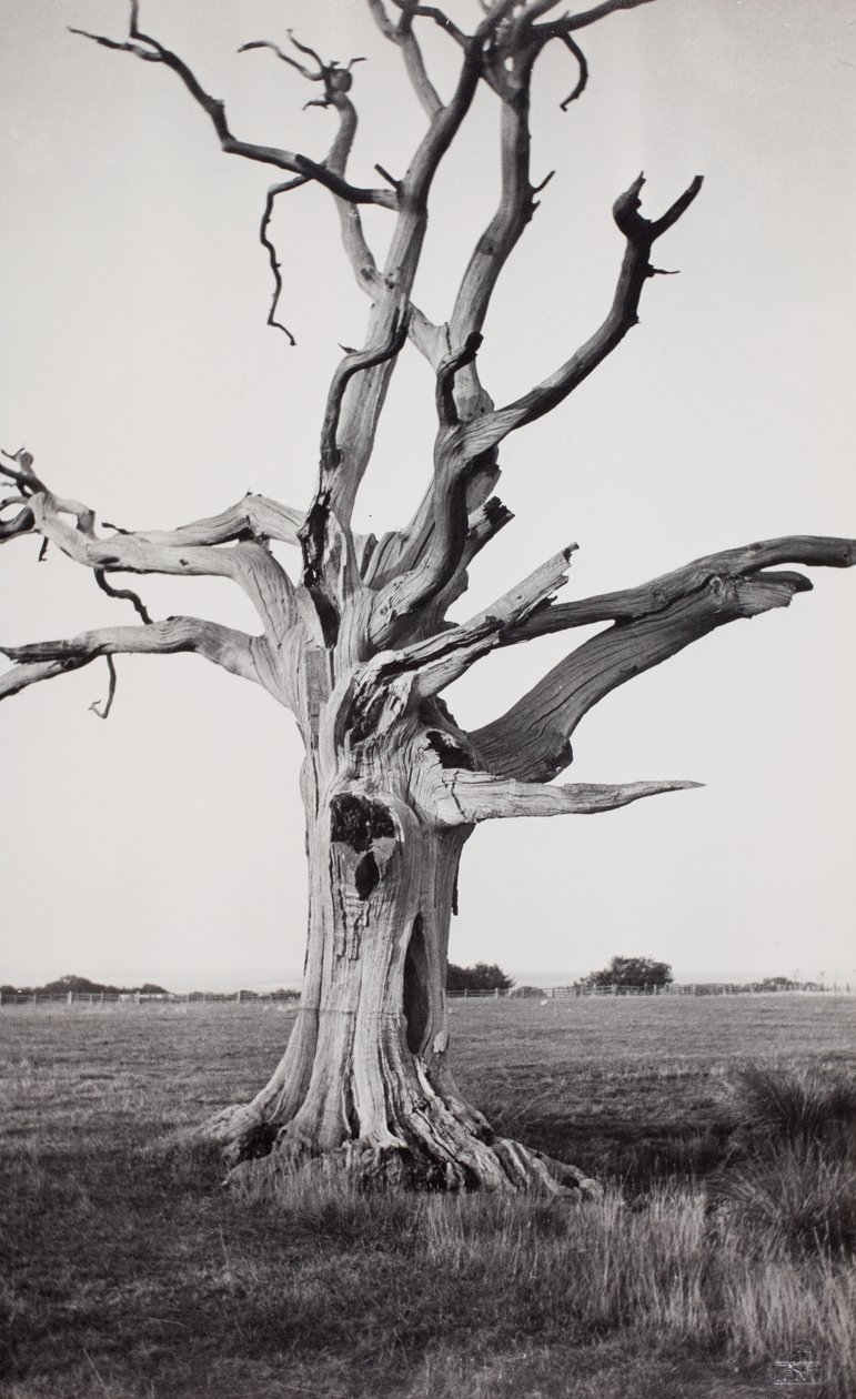 Albero morto, Romney Marsh da Paul Nash
