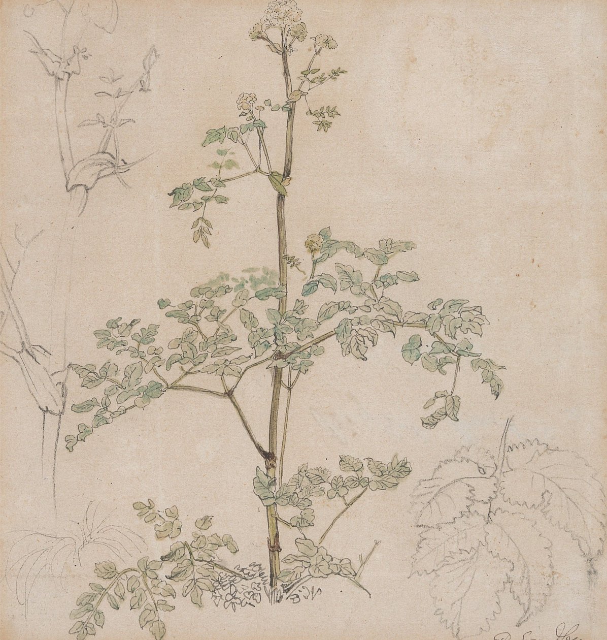 Studio di cerfoglio selvatico da Paul Sandby