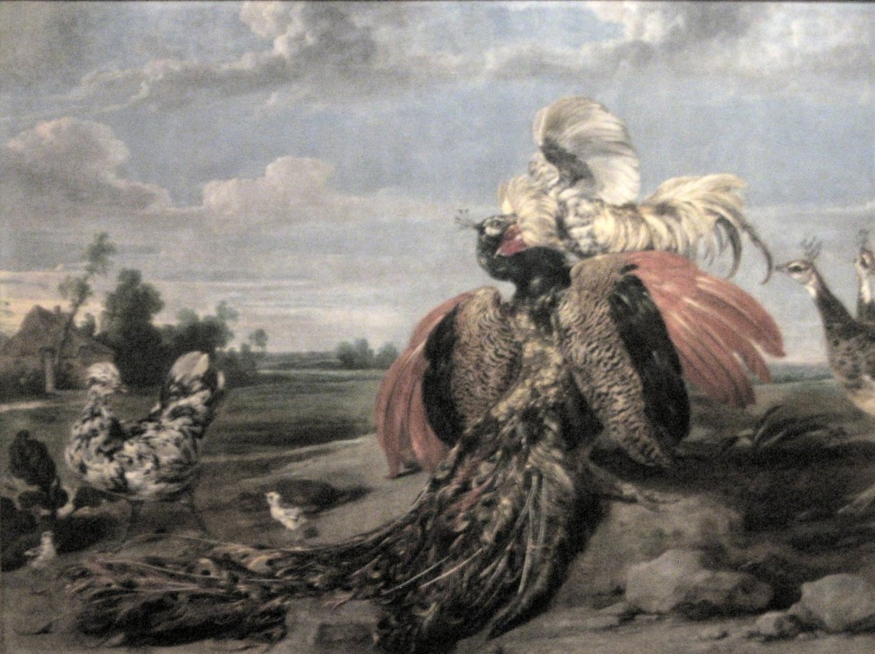 Lotta tra pavoni e galli da Paul De Vos