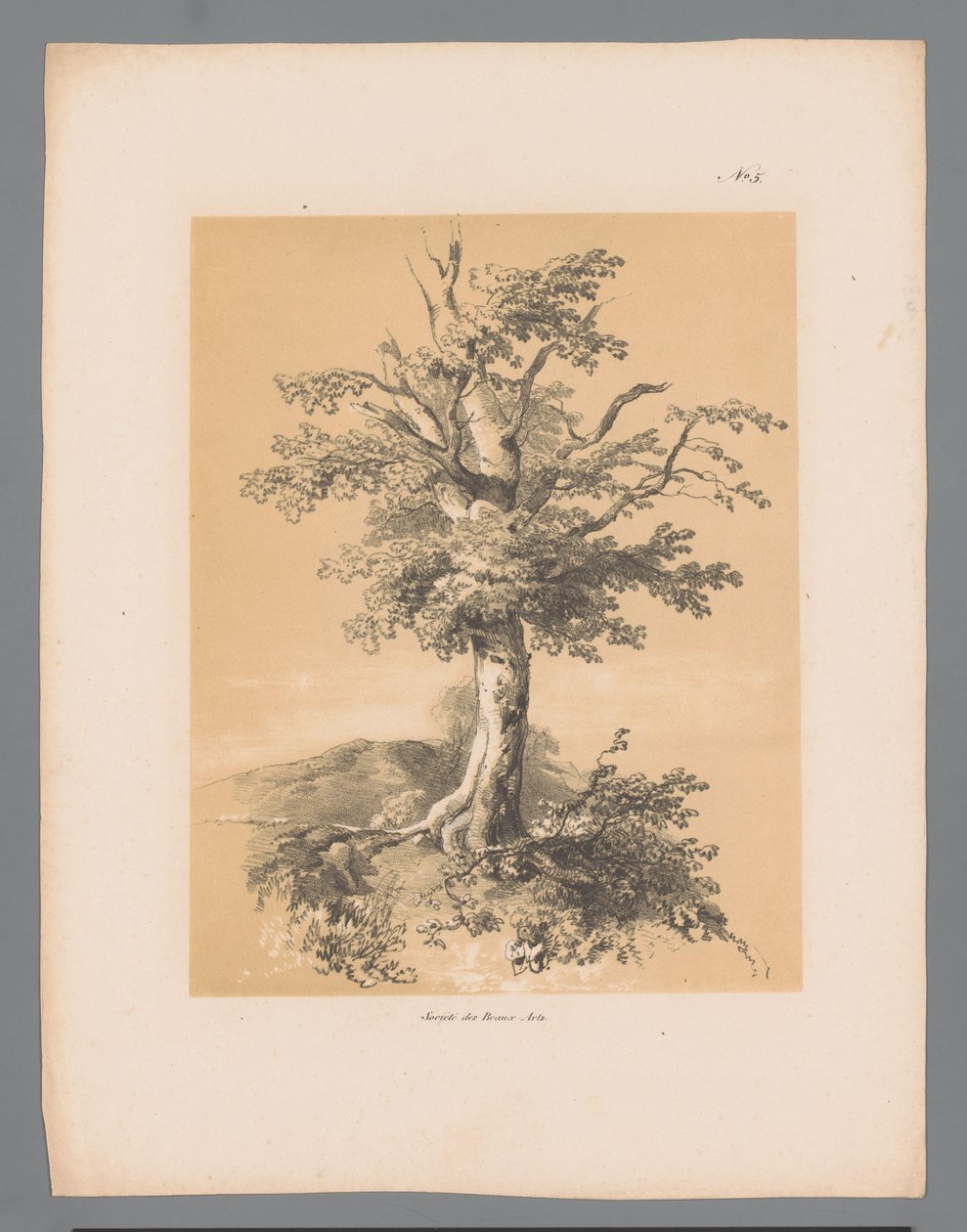 Albero da Paulus Lauters