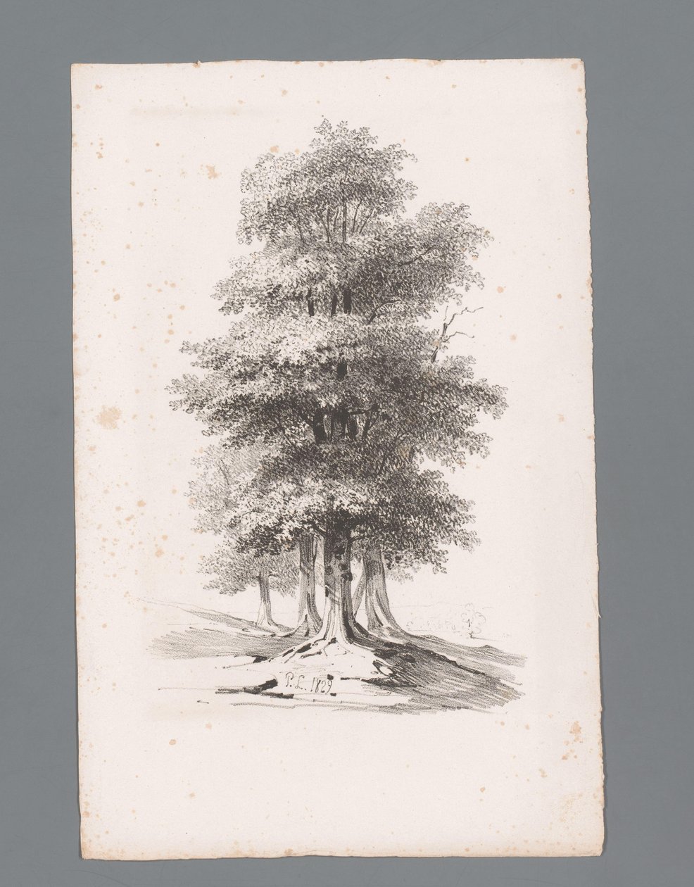 Gruppo con cinque alberi da Paulus Lauters