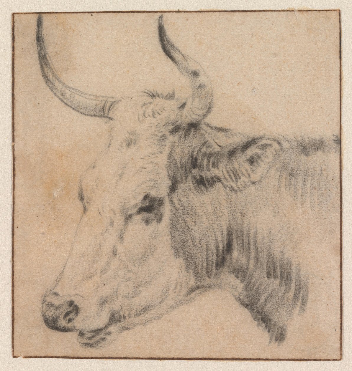 La testa di una mucca da Paulus Potter