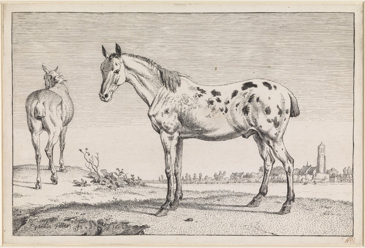 Il cavallo con la coda tagliata da Paulus Potter