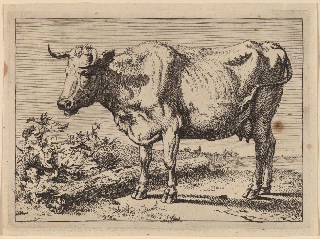 Mucca in piedi (Mucca con un corno accartocciato) da Paulus Potter