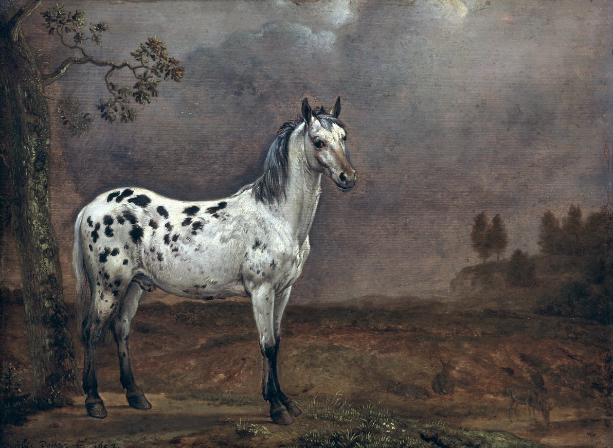 Il cavallo pezzato da Paulus Potter