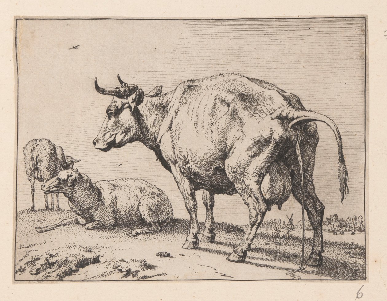 La mucca che piscia, da Vari buoi e mucche da Paulus Potter