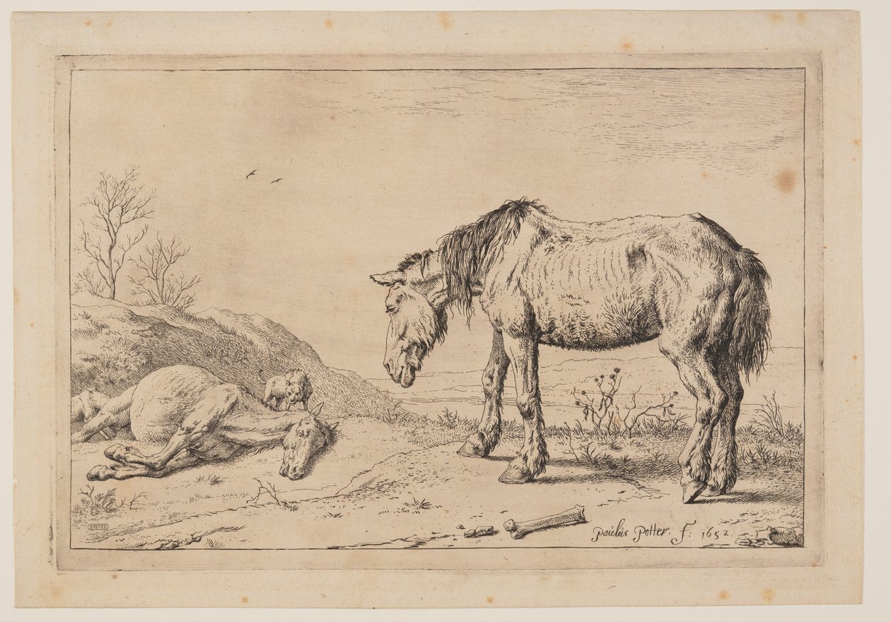 Il cavallo consumato (La Mazette), da Serie di cavalli da Paulus Potter