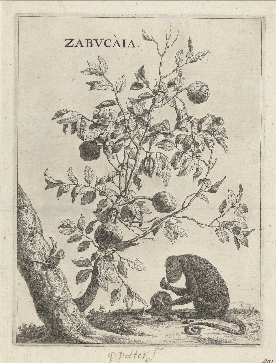 Albero di Zabucai e una scimmia da Paulus Potter