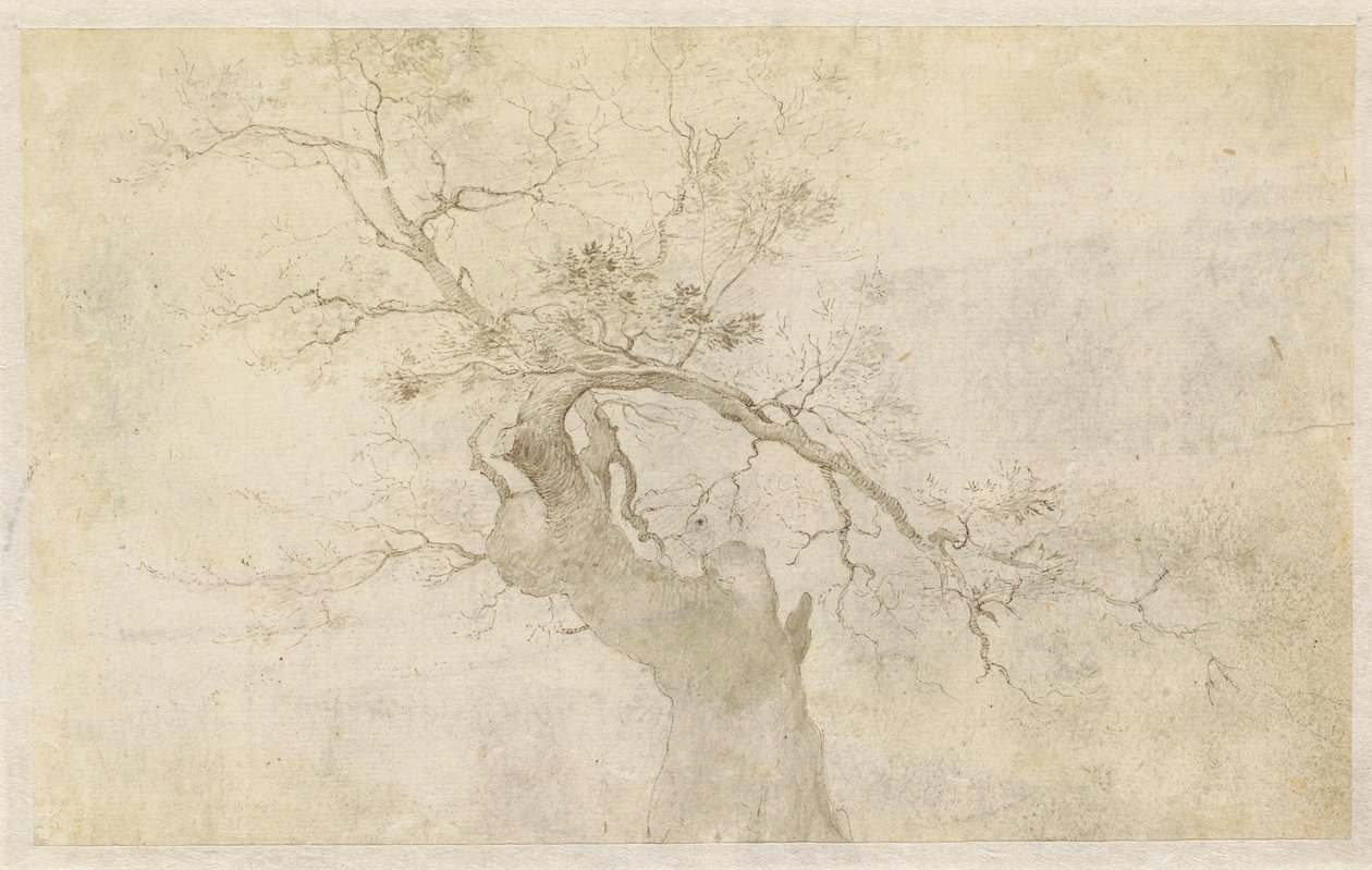 Studio di un albero nodoso da Paulus Willemsz. van Vianen
