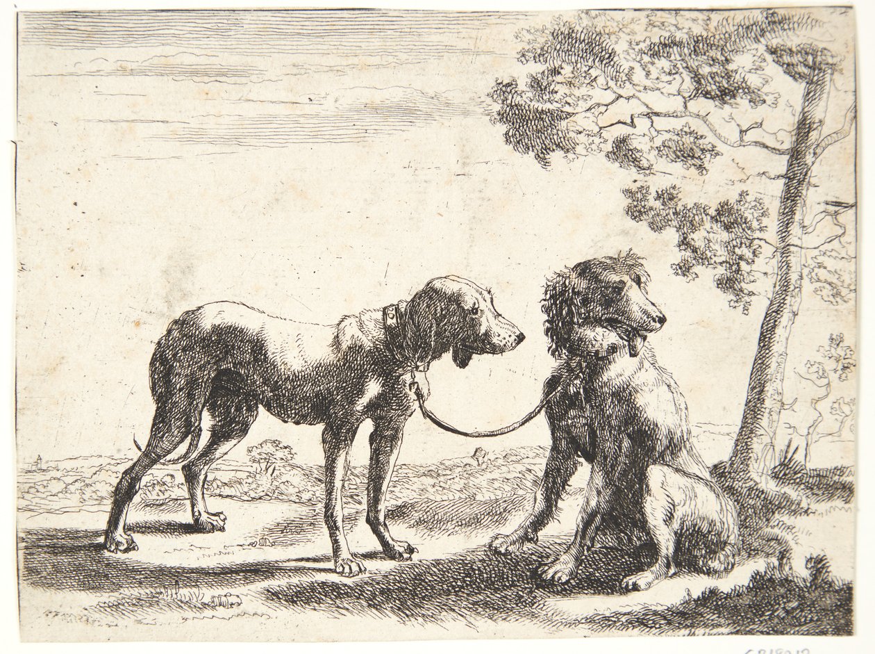 Due cani legati insieme da Paulus van Hillegaert (II)
