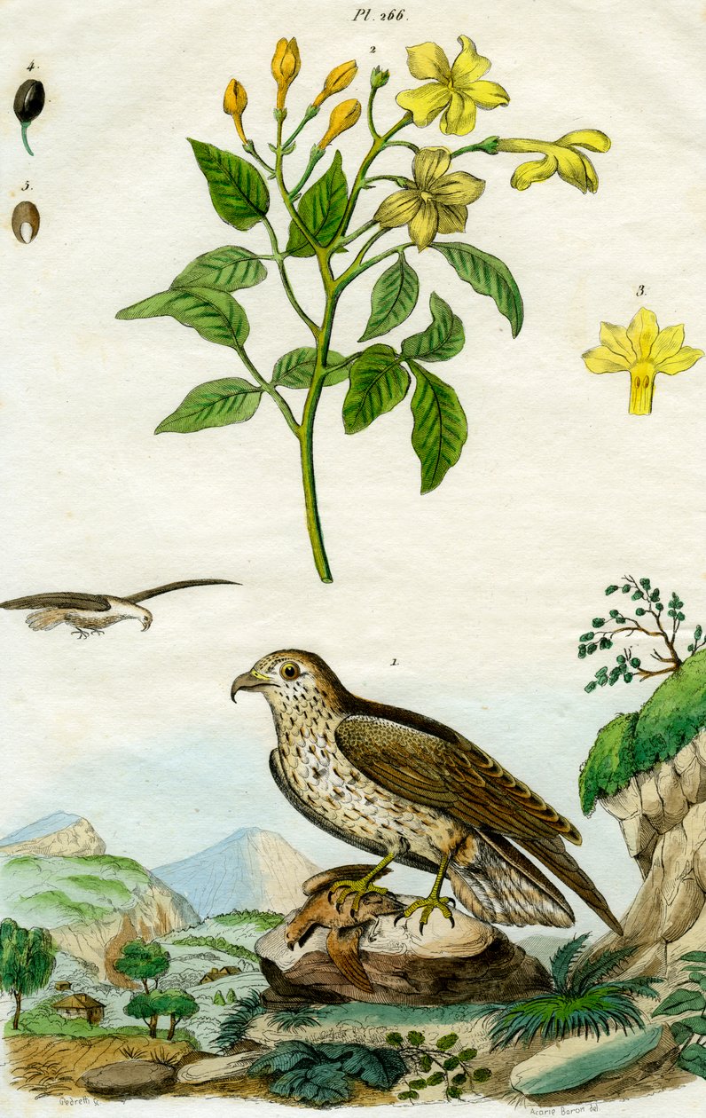 Gelsomino e Aquila Minore da Pedretti