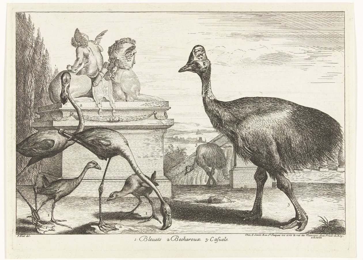 Casuarissen, purperkoet en flamingo