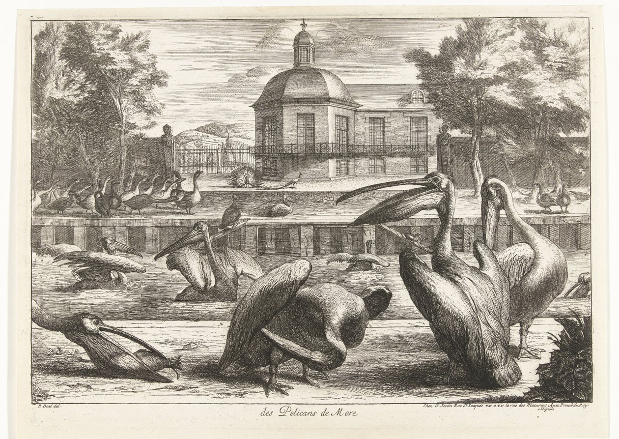 Pellicani da Peeter Boel (attributed to)