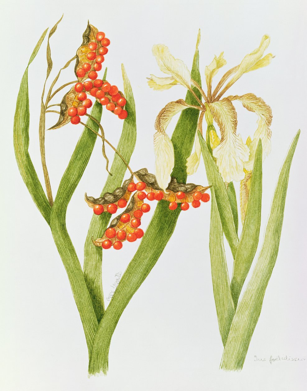 Iris Foetidissima (watercolor) da Peggy Wyatt