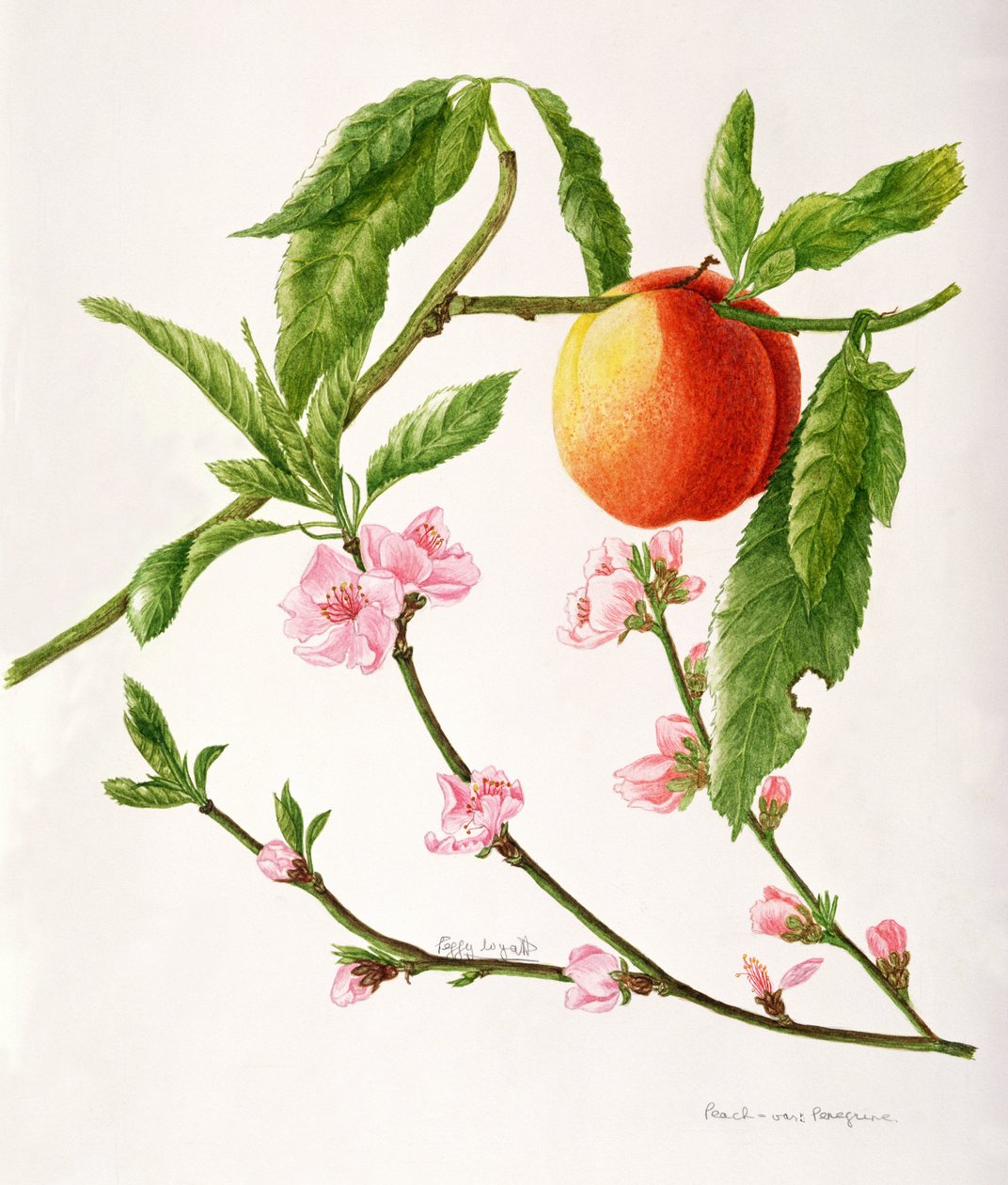 Peach var: Peregrine (acquerello) da Peggy Wyatt