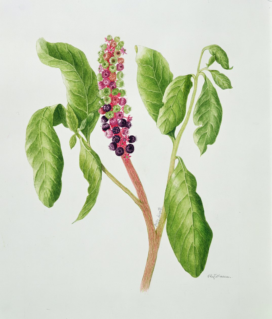 Phytolacca (watercolor) da Peggy Wyatt