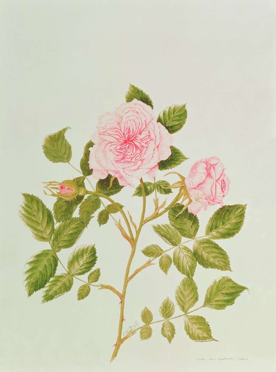 Rosa var: Gertrude Jekyll (acquerello) da Peggy Wyatt