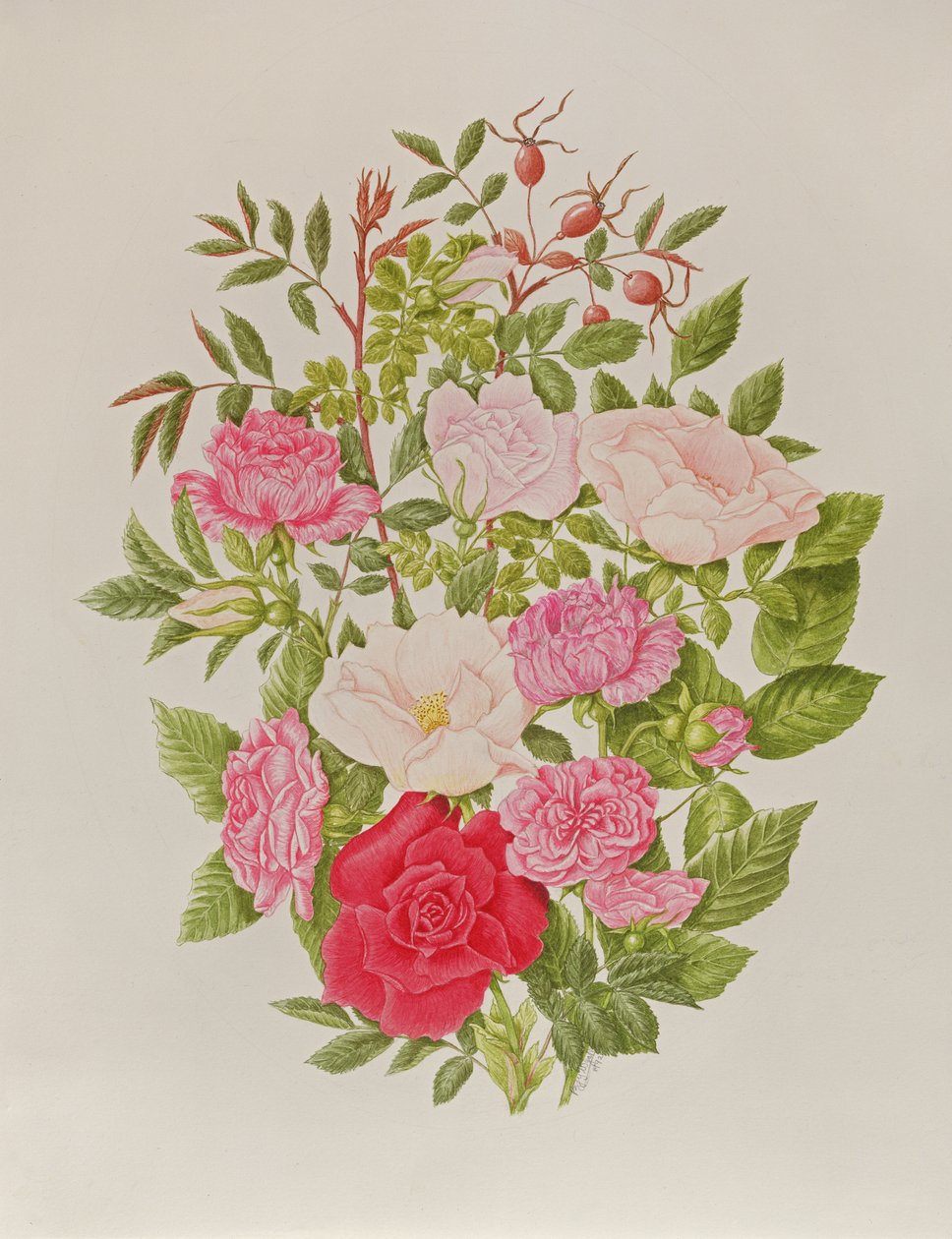 Varie rose rosa (acquerello) da Peggy Wyatt