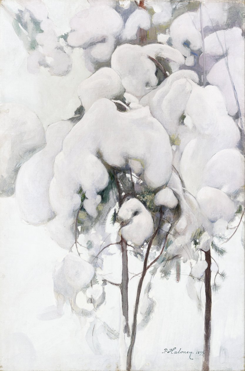 Piantine di pino coperte di neve da Pekka Halonen