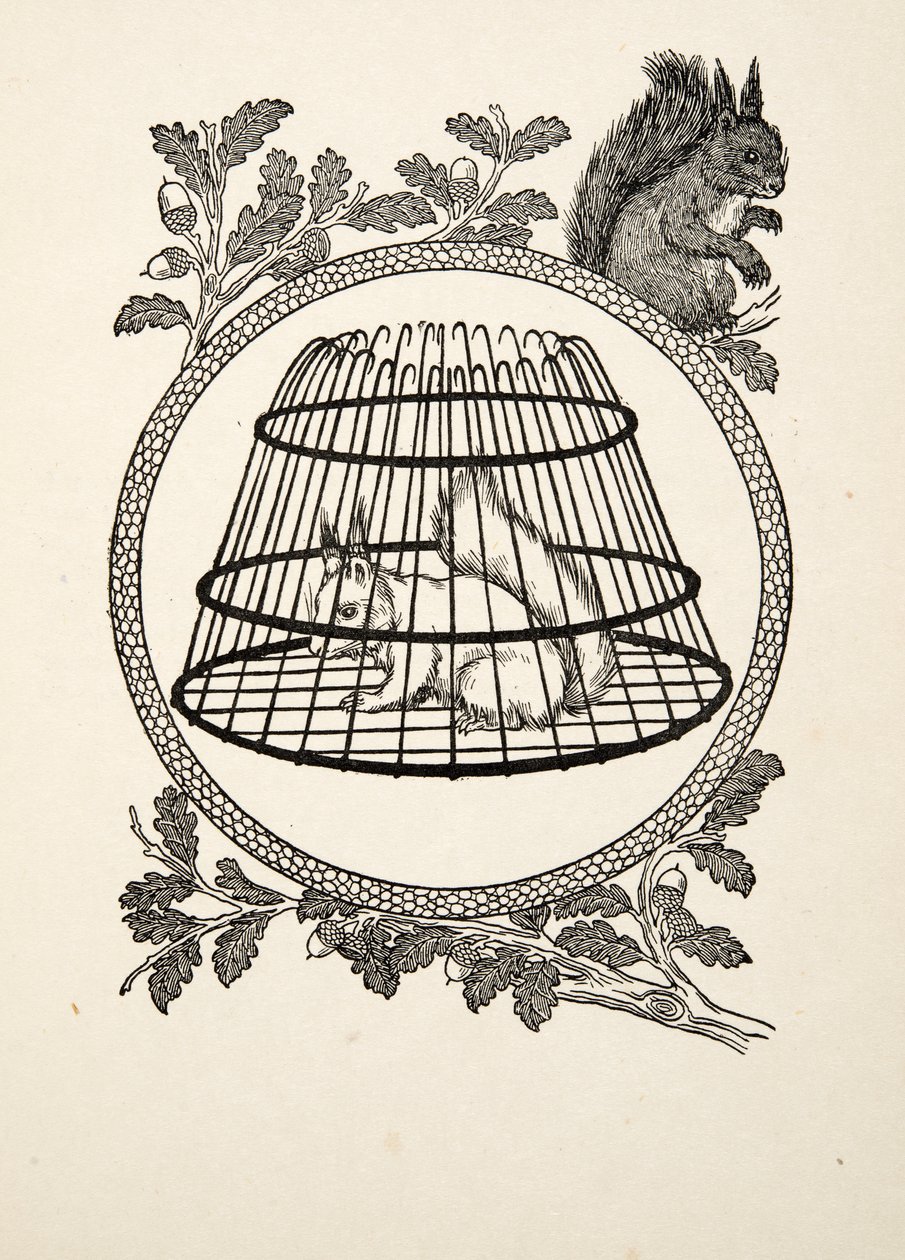 Uno scoiattolo rifugiato, da Cento aneddoti di animali, pub. 1924 da Percy J. Billingshurst