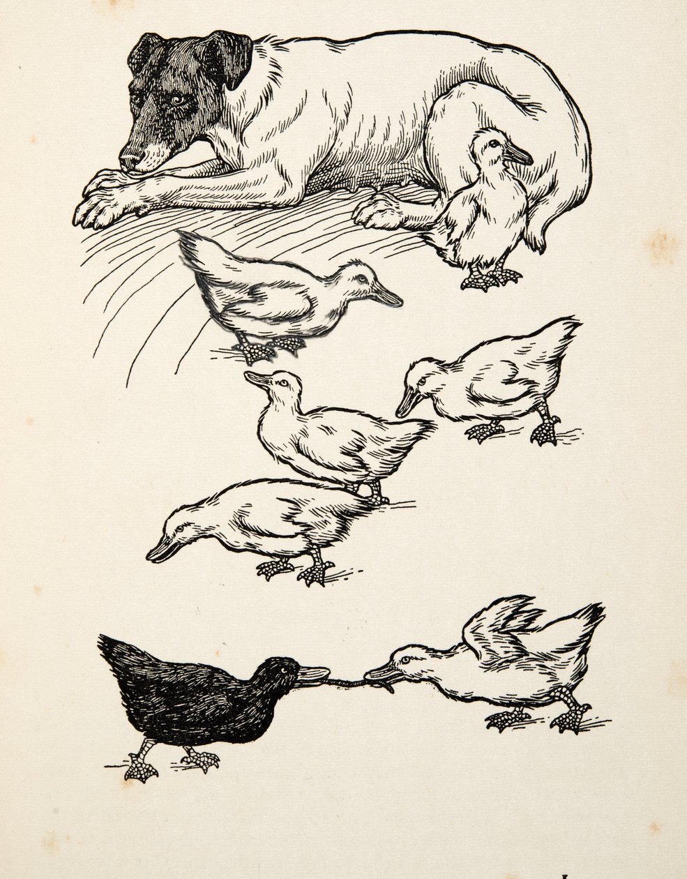 Una madre adottiva singolare, da Cento aneddoti di animali, pub. 1924 da Percy J. Billingshurst