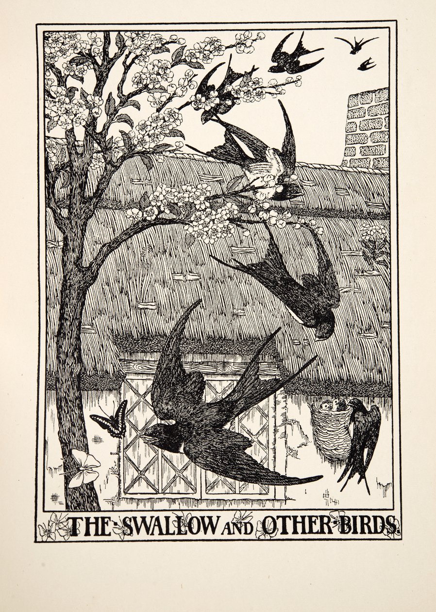 La rondine e altri uccelli, da Cento favole di Esopo, pub.1903 da Percy J. Billingshurst