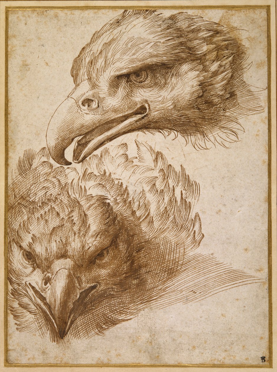 Studi della testa di un