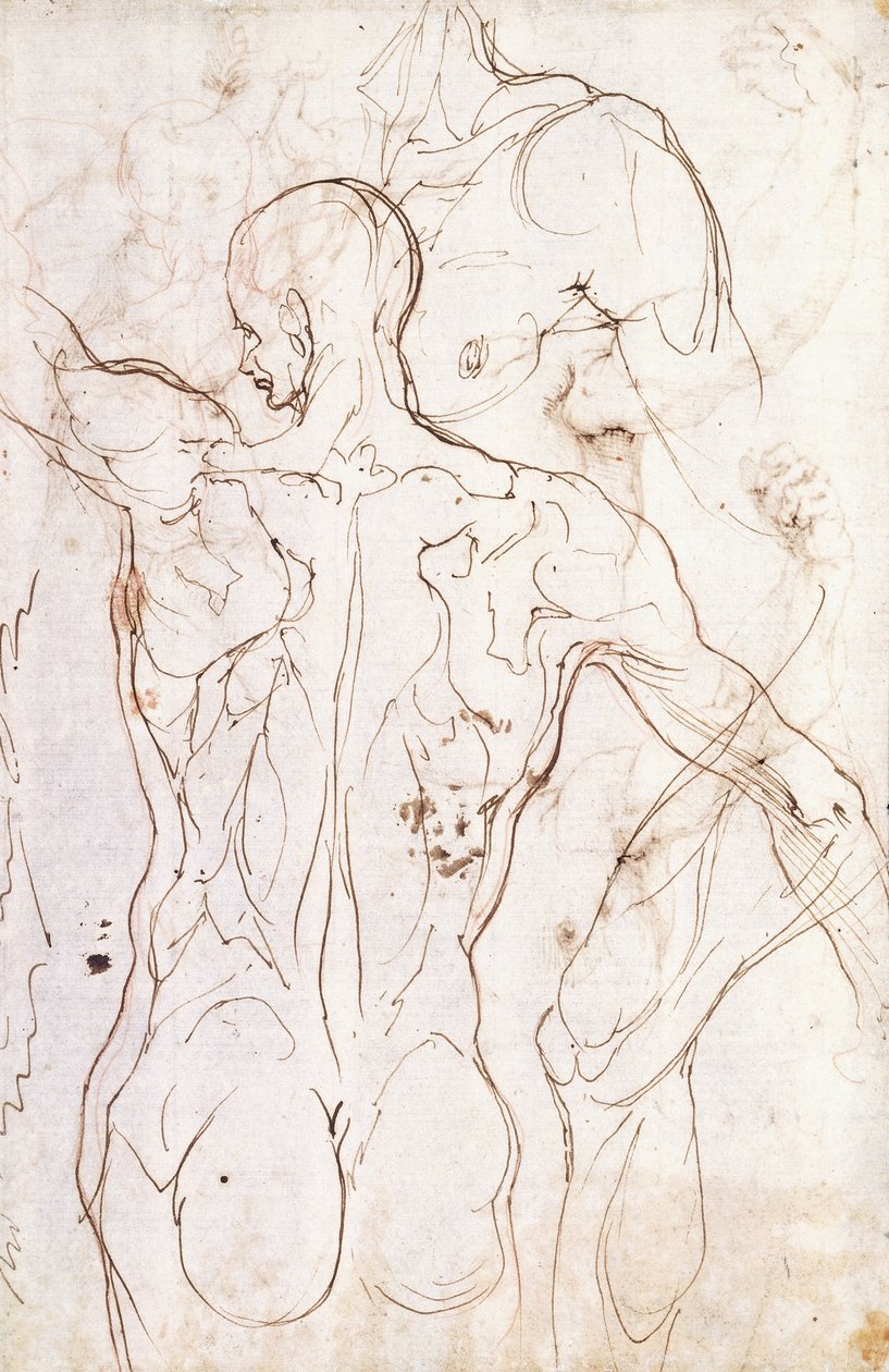 Un Nudo Visto da Dietro, Guardando a Sinistra, e Altri Studi della sua Spalla Sinistra e Gamba Destra da Perino del Vaga
