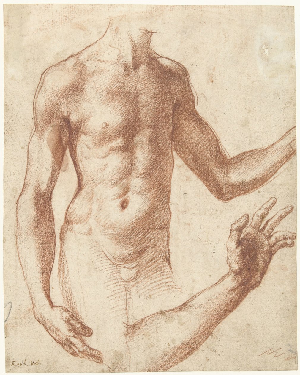 Studio di un torso da Perino del Vaga