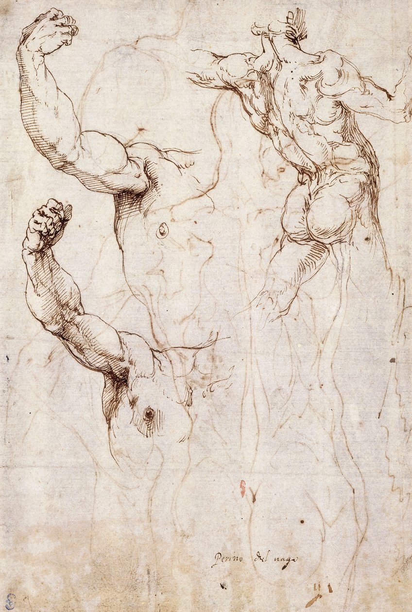 Il retro di un nudo e due studi di un braccio e una spalla sollevati, visti dal davanti da Perino del Vaga