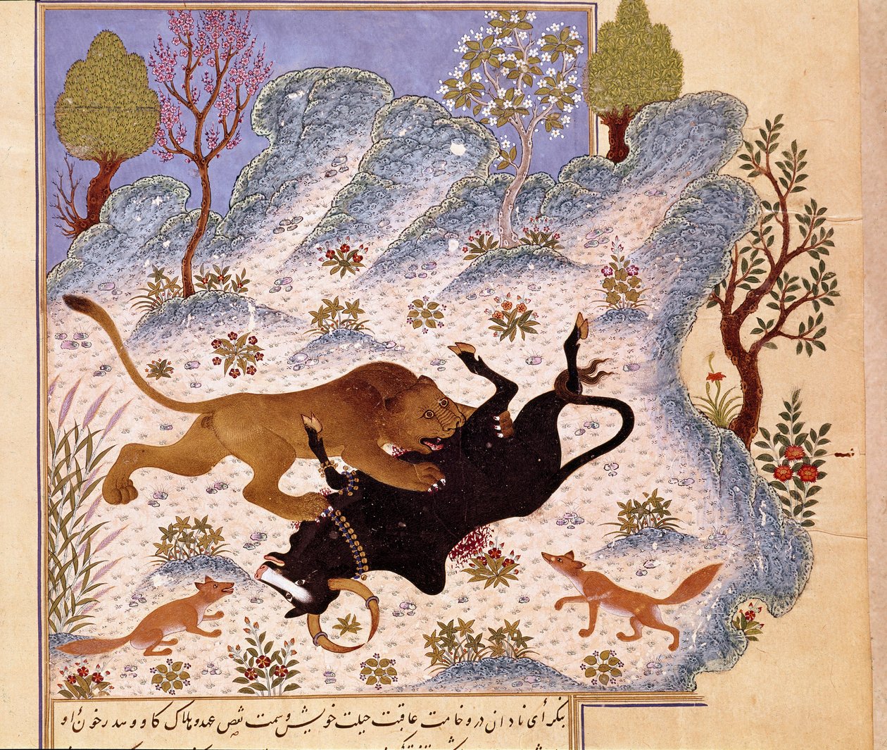 Leone che attacca un toro. Pagina di un Kalila e Dimna da Persian School
