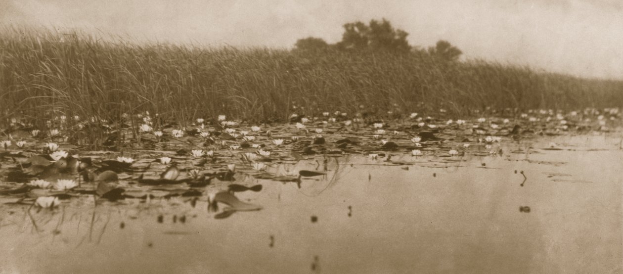 Ninfee, Vita e Paesaggio sui Broads del Norfolk, 1886 da Peter Emerson und Thomas Goodall