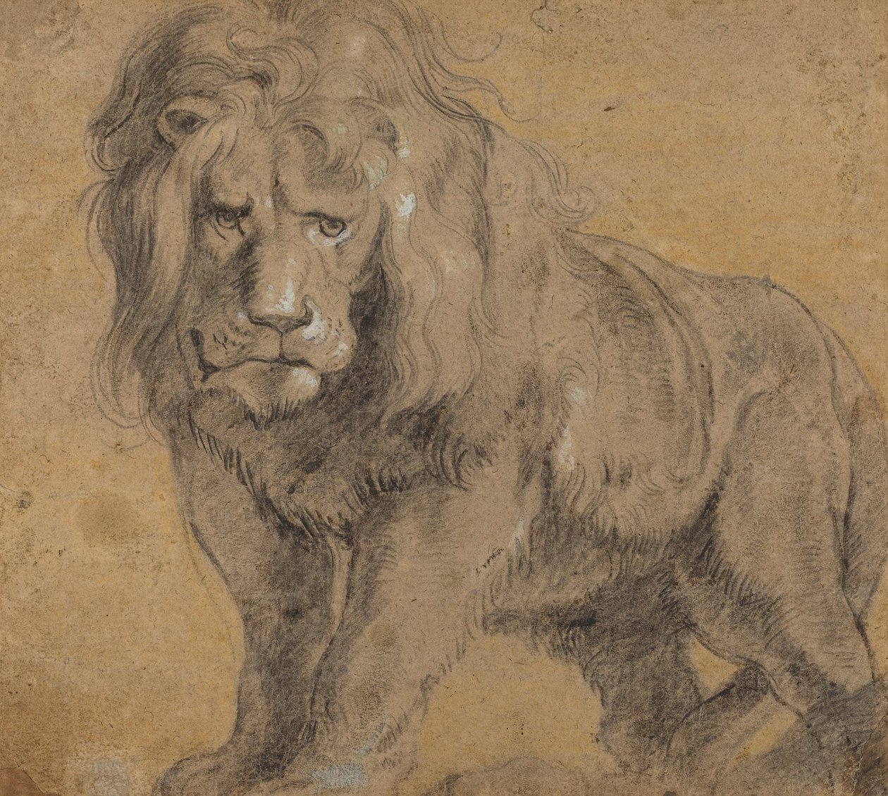 Leone da Peter Paul Rubens