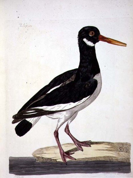 Il Beccacciaio o Ostricaro, tavola da 