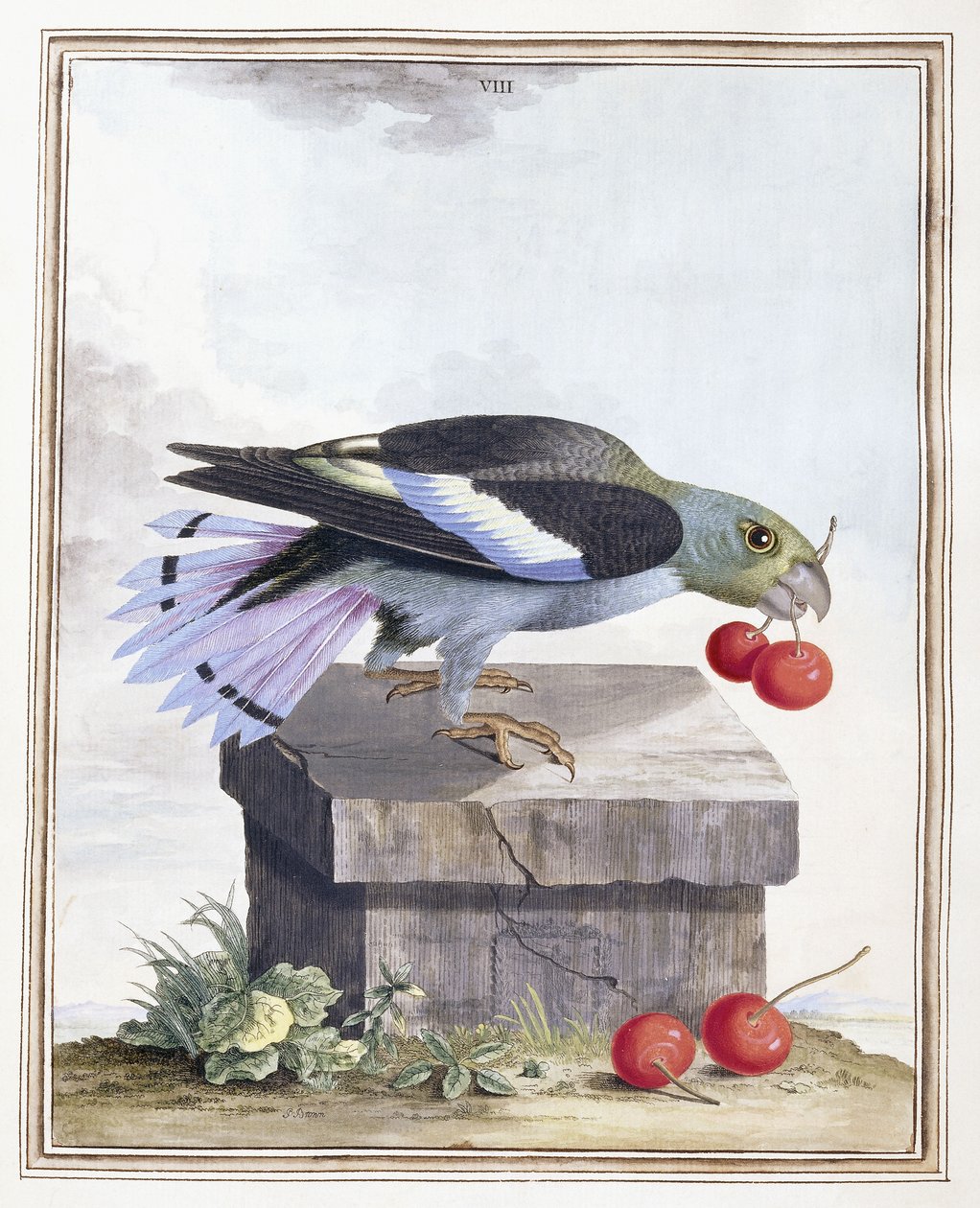 Tavola VIII da Peter Brown