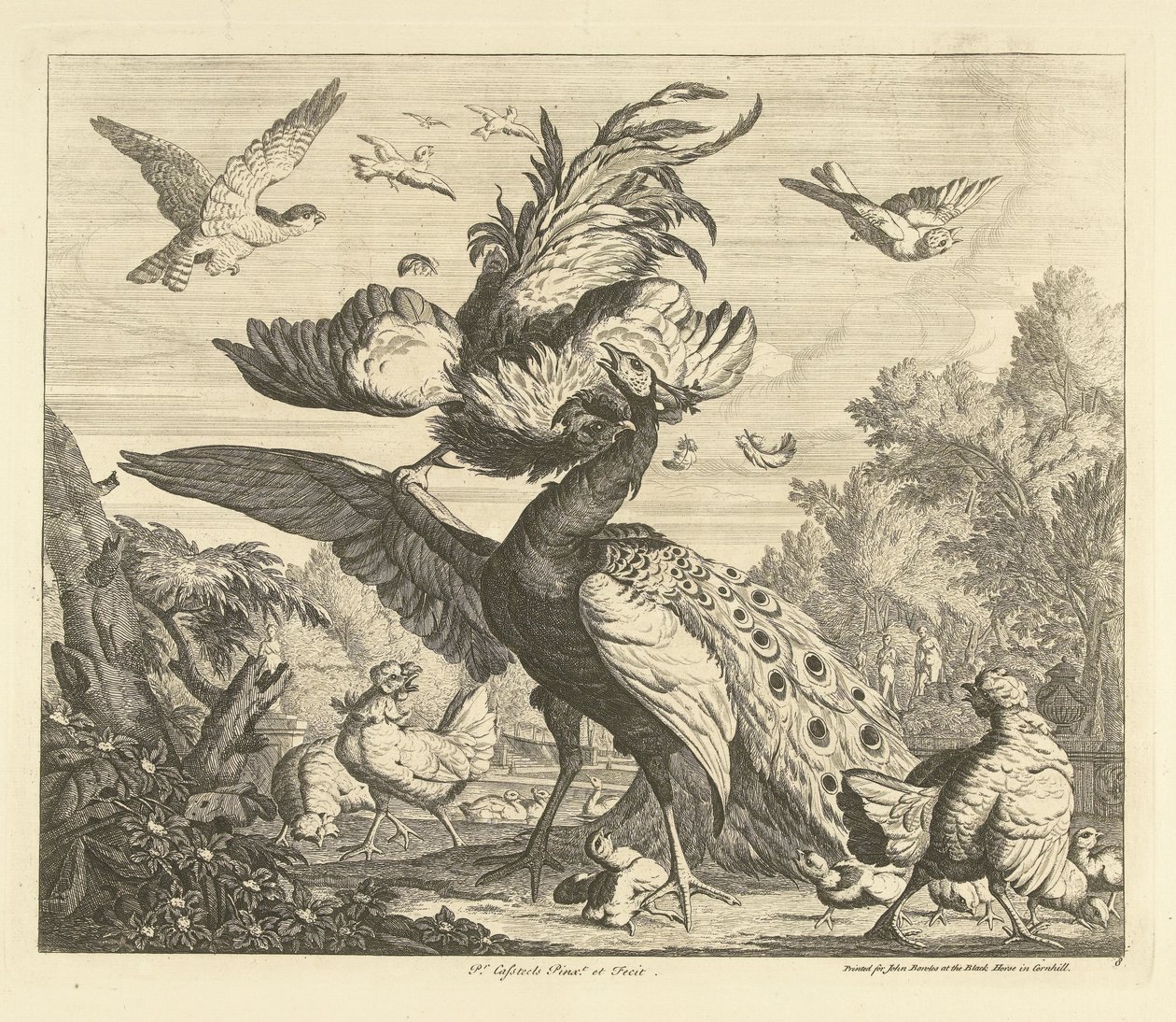 Gallo attacca un pavone da Peter Casteels (III)