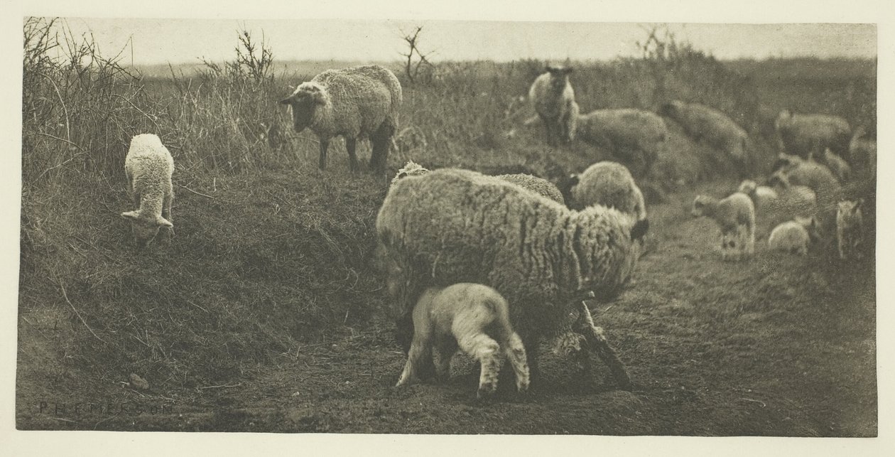 Una pastorale di marzo (Suffolk) da Peter Henry Emerson